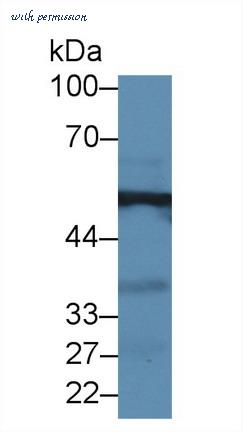 MyBioSource MBS2002664 image 2
