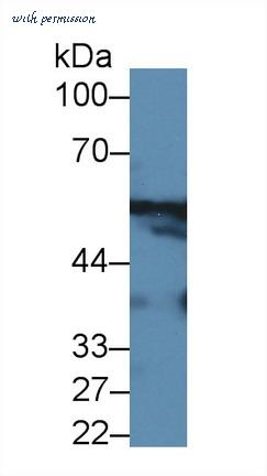 MyBioSource MBS2002664 image 3