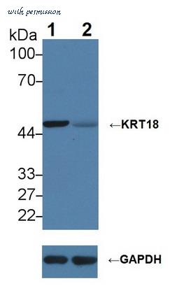 MyBioSource MBS2002695 image 2