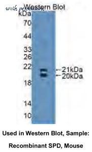MyBioSource MBS2002719 image 1