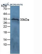 MyBioSource MBS2002874 image 1