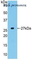 MyBioSource MBS2002874 image 2