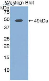 MyBioSource MBS2002968 image 2