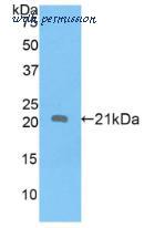 MyBioSource MBS2003092 image 2