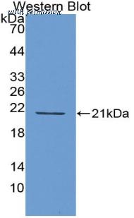 MyBioSource MBS2003245 image 2