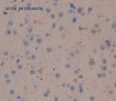 MyBioSource MBS2003245 image 3