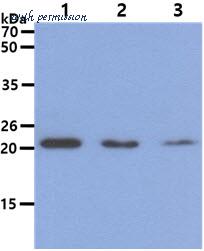 MyBioSource MBS200340 image 1