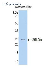 MyBioSource MBS2003603 image 1