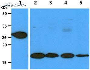 MyBioSource MBS200376 image 1