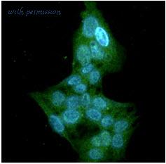 MyBioSource MBS200376 image 2