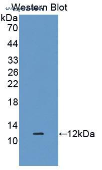 MyBioSource MBS2003918 image 1