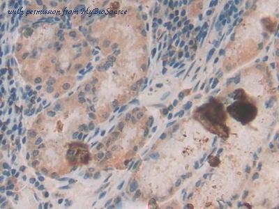MyBioSource MBS2003918 image 3