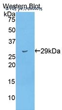 MyBioSource MBS2004003 image 1