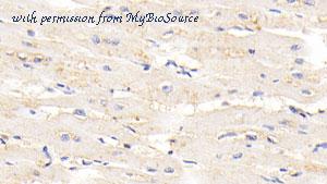 MyBioSource MBS2004003 image 3