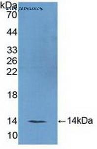 MyBioSource MBS2004088 image 1
