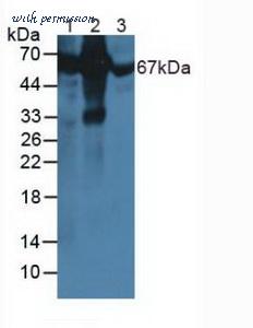 MyBioSource MBS2004121 image 1