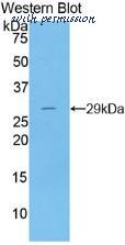 MyBioSource MBS2004226 image 1