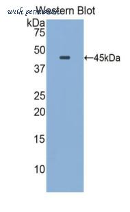 MyBioSource MBS2004235 image 2