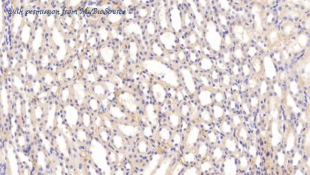 MyBioSource MBS2004235 image 3