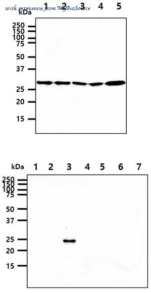 MyBioSource MBS200428 image 1