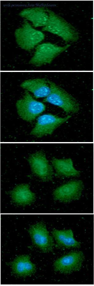 MyBioSource MBS200428 image 2