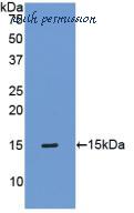 MyBioSource MBS2004372 image 1