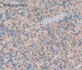 MyBioSource MBS2004372 image 2
