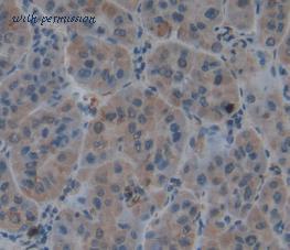 MyBioSource MBS2004372 image 3