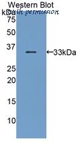 MyBioSource MBS2004396 image 1