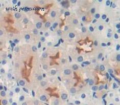 MyBioSource MBS2004396 image 2