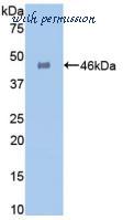 MyBioSource MBS2004427 image 1
