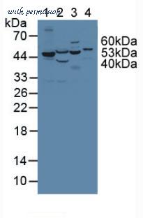 MyBioSource MBS2004517 image 1