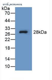 MyBioSource MBS2004517 image 2