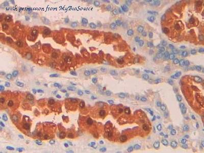 MyBioSource MBS2004517 image 3