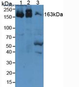 MyBioSource MBS2004831 image 1