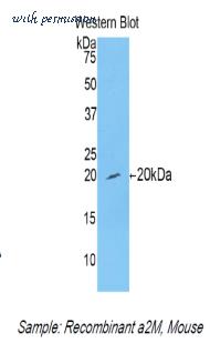 MyBioSource MBS2004831 image 2