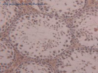 MyBioSource MBS2004831 image 3