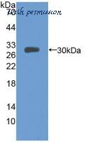 MyBioSource MBS2004903 image 1