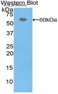 MyBioSource MBS2005124 image 1