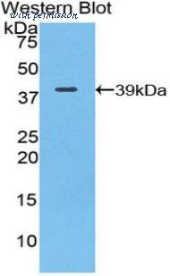 MyBioSource MBS2005172 image 1