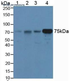 MyBioSource MBS2005235 image 1