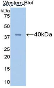 MyBioSource MBS2005477 image 2