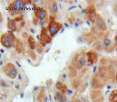 MyBioSource MBS2005477 image 3