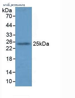 MyBioSource MBS2005646 image 1