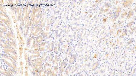 MyBioSource MBS2005646 image 3