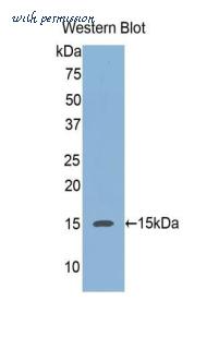 MyBioSource MBS2005738 image 1
