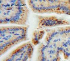 MyBioSource MBS2005738 image 2