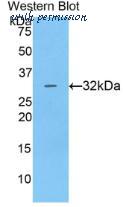MyBioSource MBS2006015 image 1