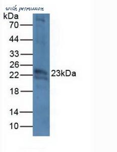 MyBioSource MBS2006023 image 1