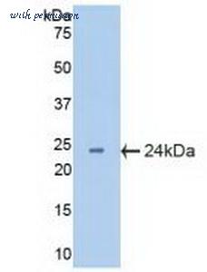 MyBioSource MBS2006023 image 2
